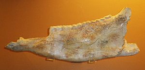Archivo:Hipparion rocinantis crusafonti