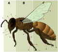 HoneyBeeAnatomy