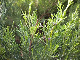Archivo:Juniperus phoenicea subsp. turbinata2 2601