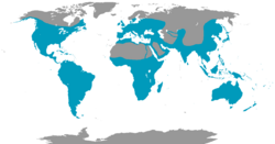 Distribución global de alcedines.