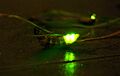 Lampyris noctiluca glow worm
