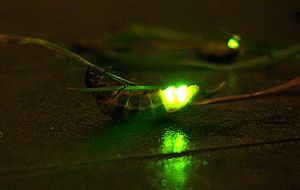 Archivo:Lampyris noctiluca glow worm