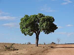 Archivo:Lixeira do cerrado de Mato Grosso