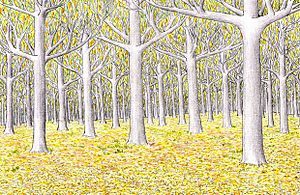 Archivo:Lothlorien
