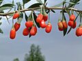 Lycium barbarum - Wolfberries on vine