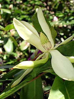 Archivo:Magnolia fraseri1a.UME
