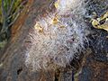 Mammillaria guelzowiana (5729330281)