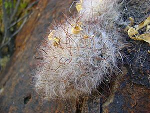 Archivo:Mammillaria guelzowiana (5729330281)