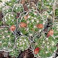 Mammillaria vetula (frutos)
