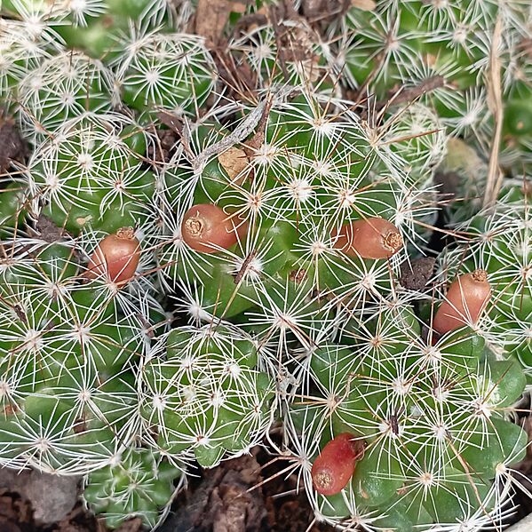 Mammillaria vetula (frutos)