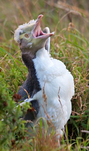 Molting yellow-eyed penguin IMG 6073