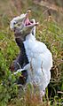 Molting yellow-eyed penguin IMG 6073