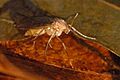 Mycetophila.fungorum