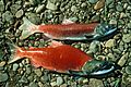 Oncorhynchus nerka 2