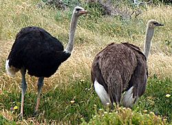 Ostriches cape point cropped 2.jpg