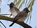 Pair of blackeyed bulbuls (5718975192)