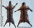 Profelis aurata (African golden cat) fur skins
