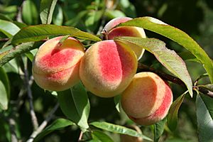 Archivo:Prunus persica - Peach Hungary
