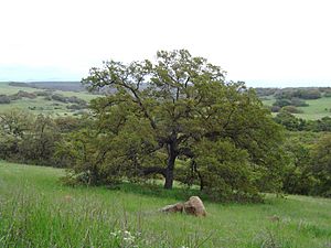 Archivo:Quercus engelmannii, Santa Rosa Plateau
