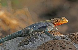 Red-headed rock agama (Agama lionotus) male.jpg