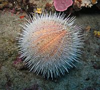 Riccio Melone a Capo Caccia adventurediving.it
