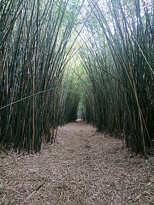 Archivo:Sendero de Bambú, Quinta Capurro