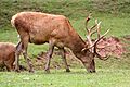 Silz cerf20-2