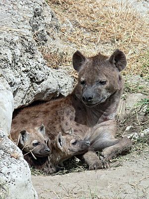 Spotted Hyena and young in Ngorogoro crater.jpg