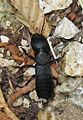 Staphylinus olens glandulae