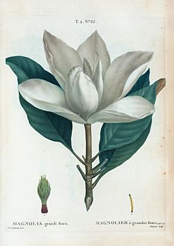 T2 65 Magnolia grandiflora par Pierre-Joseph Redouté.jpeg