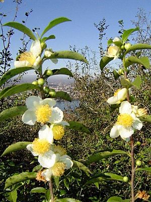 Archivo:Tea flowers گل های بوته چای عکس از محمدرضا توکلی لاهیجان