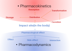 Archivo:The relationship between Pharmacokinetics and Pharmacodynamics
