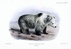 Tibetan Blue Bear - Ursus arctos pruinosus - Joseph Smit.jpg