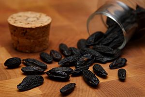 Archivo:Tonka Beans