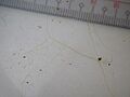 Vaucheria sp thallus 03