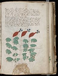 Voynich Manuscript (109)
