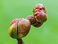 Vrucht van een Magnolia, 29-09-2024. (d.j.b.)