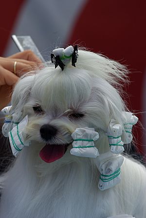 Archivo:White-puppy-dog-animal