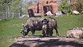 White rhinoceros at Toronto Zoo