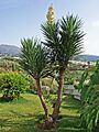 Yucca 01