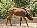 Zambian Sable Antelope