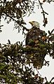 Águila calva (Haliaeetus leucocephalus), Parque Estatal de Recreo del Lago Chilkoot, Haines, Alaska, Estados Unidos, 2017-08-26, DD 02