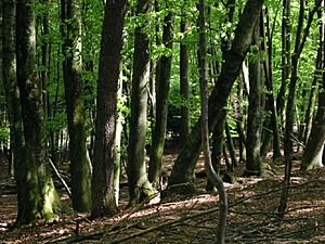 Archivo:A deciduous beech forest in Slovenia