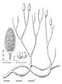 Aglaophyton major reconstruccion