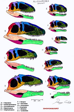 Archivo:Allosauroidea skull comparison