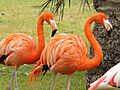 American Flamingoes 01