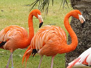 Archivo:American Flamingoes 01