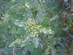 Aruera Lithraea Brasiliensis.jpg