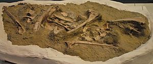 Archivo:August 1, 2012 - Masiakasaurus knopfleri Fossil Partial Skeleton on Display at the Royal Ontario Museum (FMNH PR 2481)