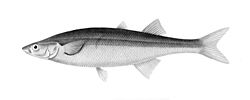 Basilichthys microlepidotus.jpg